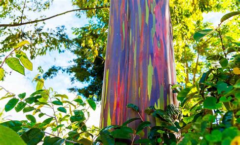 Rainbow Eucalyptus Trees Kauai