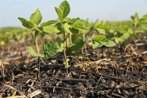 Nutrients Vital When Growing Soybeans The Western Producer