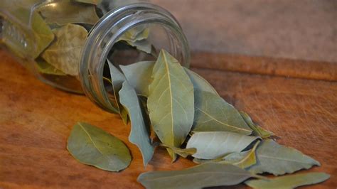 Hoja De Laurel El Lugar En El Que Debes Colocarla En Tu Cuarto Para