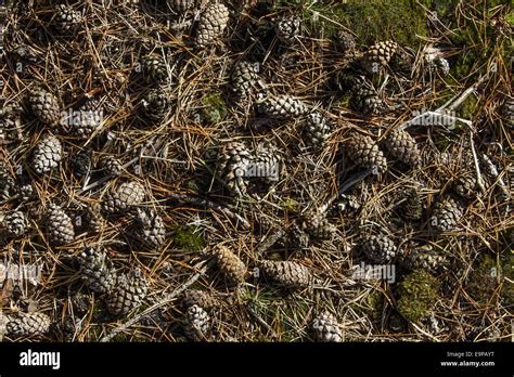 Mature Cones From Scots Pine Trees Pinus Sylvestris Stock Photo Alamy