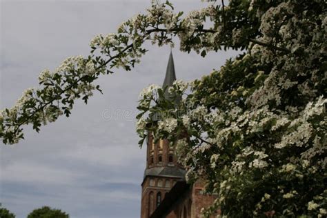 The Tower of the Cathedral of Kaliningrad Stock Image - Image of rowan ...