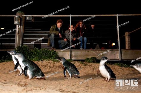 Little / Little Blue / Fairy Penguin - Tourists at the Penguin Parade ...