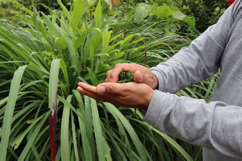 Zacate limón Características beneficios cultivo y más Huerto en casa