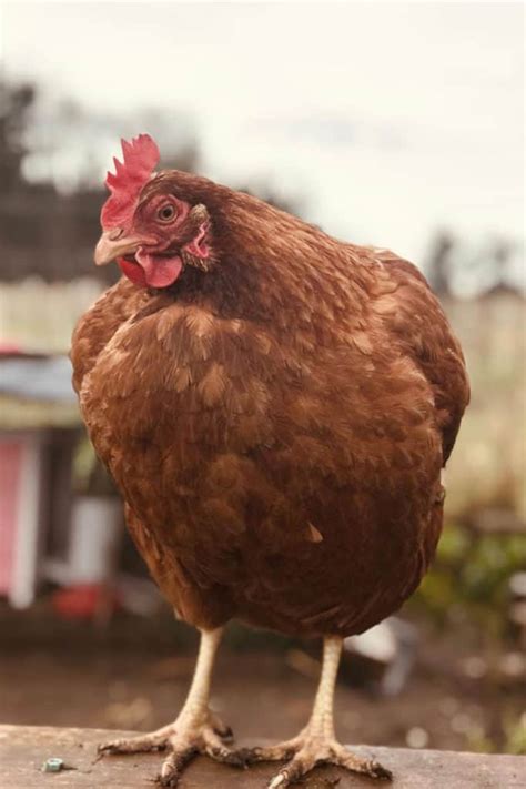 Top 9 Brown Chicken Breeds With Pictures