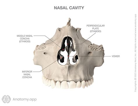 Anterior Floor Of Nasal Cavity - Carpet Vidalondon