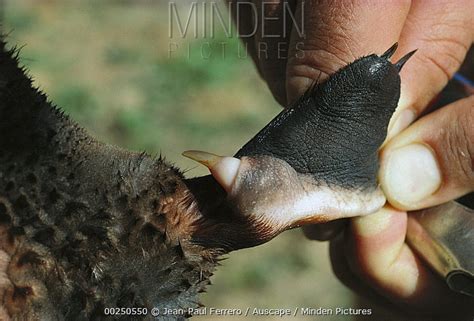 Minden Pictures Platypus Ornithorhynchus Anatinus Close Up Of