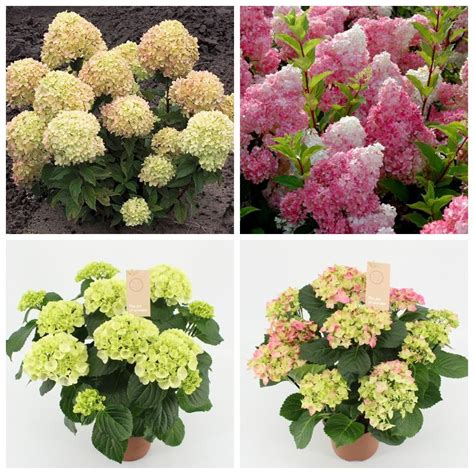 Jak Zakr T Hydrangea Paniculata Na Zimu