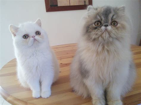 Chaton persan exotic shorthair – chaton chien à donner