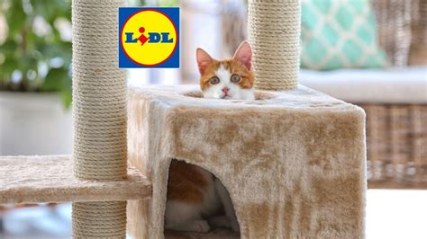 La révolution des prix chez Lidl l arbre à chat désormais accessible