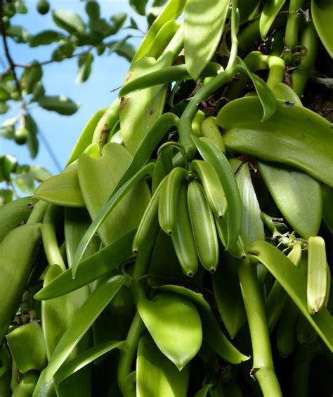 Tout Savoir sur la Vanille - Le Monde de la Vanille