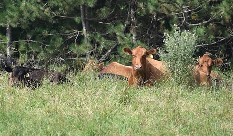 Manitoba calls for input on changes to crown land leases - Western Investor