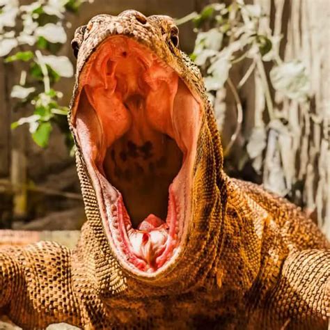 Komodo Dragon Teeth (All You Need To Know And More)