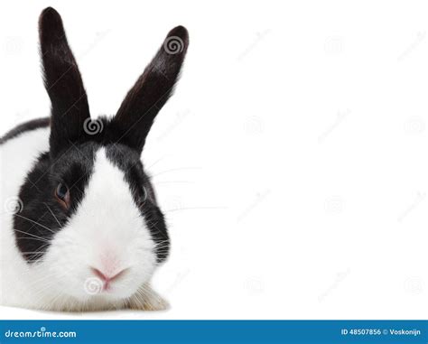 Black And White Rabbit Dutch Breed Stock Photo Image Of Bunny Dutch