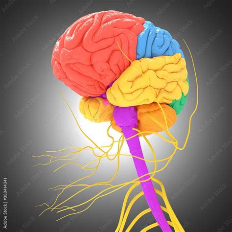 Human Brain Lobes Anatomy For Medical Concept 3D Stock Illustration ...