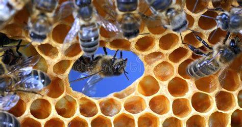 Abeja De Miel Europea Apis Mellifera Abejas En Un Marco Con Un Agujero