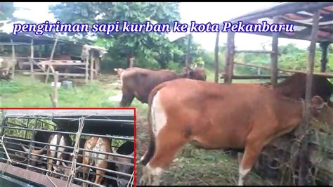 Pengiriman Sapi Jantan Persiapan Hari Raya Idul Adha Youtube