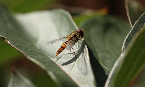 Free Images Nature Leaf Flower Fly Wildlife Green Insect