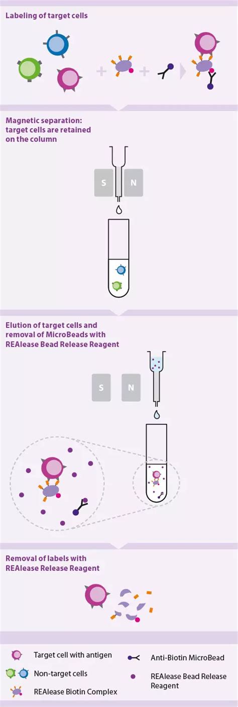 REAlease CD4 MicroBead Kit Human Miltenyi Biotec USA