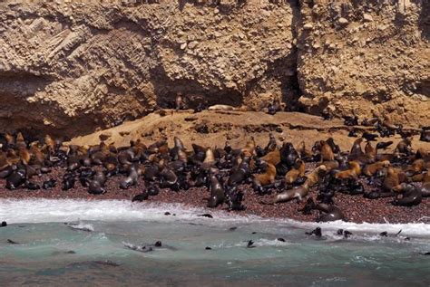 Paracas Ballestas Island Tour Peru Dream Travel