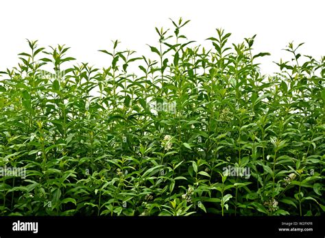 Privet Hedge Hi Res Stock Photography And Images Alamy