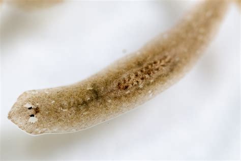 In search of flatworms’ regenerative powers | Stanford News