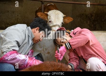 Yinchuan May Xinhua Veterinarian Bai Hua