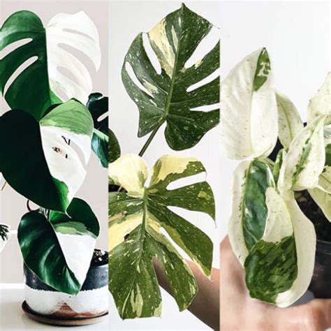 VARIEGATED MONSTERA MEGA DEAL PACKAGE Monstera Albo Thai