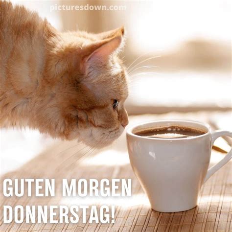 Kaffee Guten Morgen Donnerstag Bild Katze Picturesdown