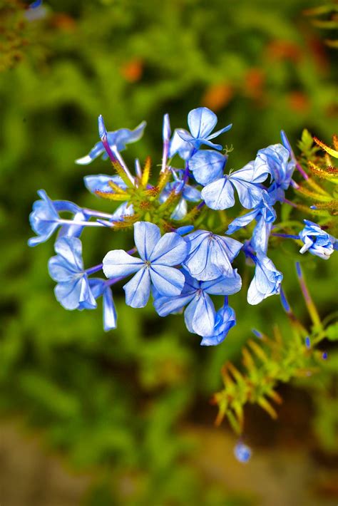 Blue Flowers Igor Kudryashov Flickr