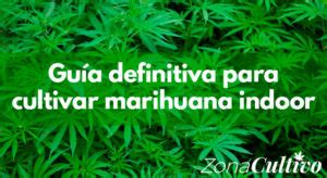 La Guía DEFINITIVA para Cultivar Marihuana Indoor 2023