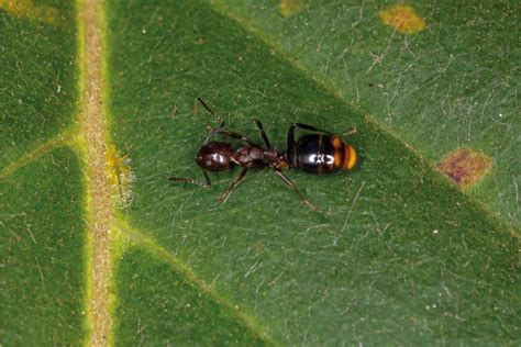 6 Types Of Black Ants In The Usa