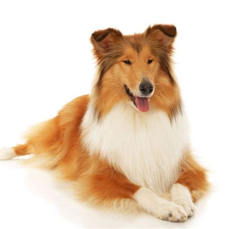 Long-haired Collie : Character & Ownership - Dog Breed Pictures - dogbible