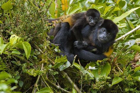 Monkeys In Costa Rica Meet The Four Local Species