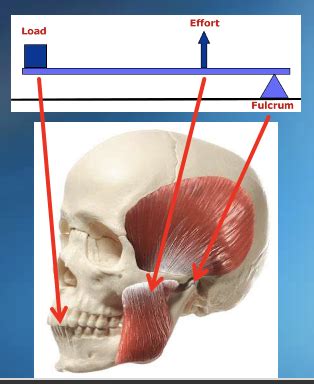 Occlusion Flashcards Quizlet