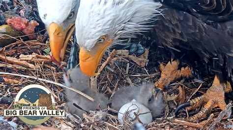 See Big Bear Bald Eagle Live Nest Live Webcam And Weather Report In Bear