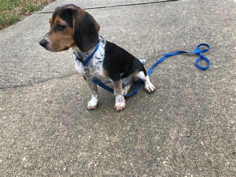 Beagle For Sale In New Jersey 56 Petzlover