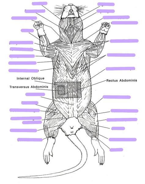 Rat Muscles Ventral View Illustration Diagram Quizlet