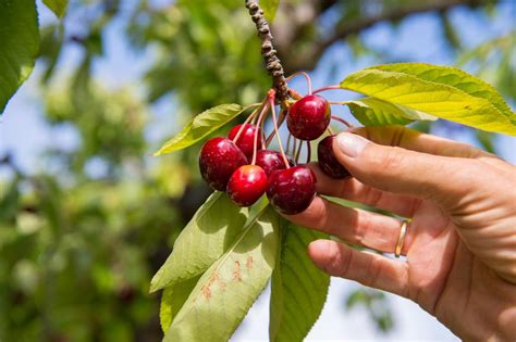 Where To Go Cherry-Picking in Brentwood, CA