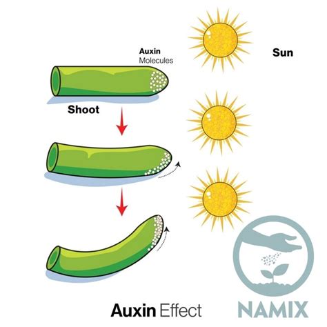 auxin la gi ung dung cua auxin trong nong nghiep   knowledge