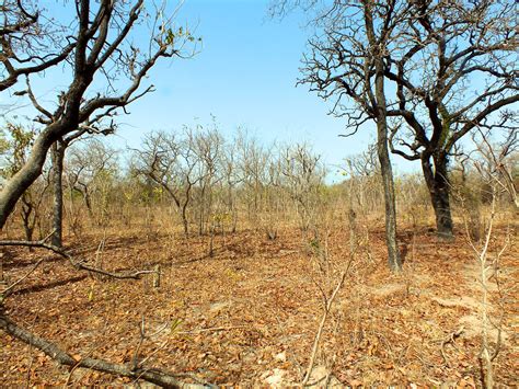 Dry Forest CIFOR Knowledge