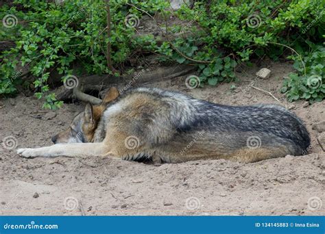 Wolf Resting Stock Image Image Of Forest Wildlife 134145883