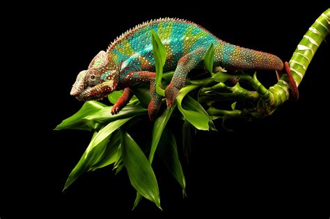 Colorful Chameleon Lizard Wallpapers HD / Desktop and Mobile Backgrounds