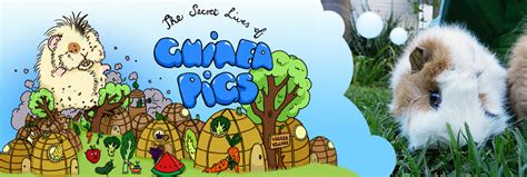 Secret Life Of Guinea Pigs Beatrix Potter