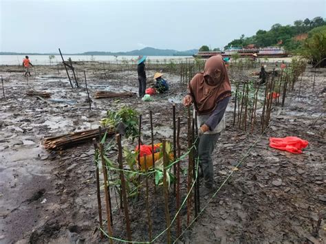 Rawat Ekosistem Mangrove Pt Timah Tbk Lakukan Penyulaman Bibit