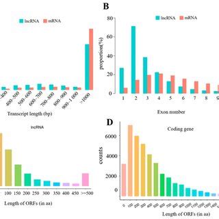 Genomic Features Of The Obtained Lncrnas A Transcript Length