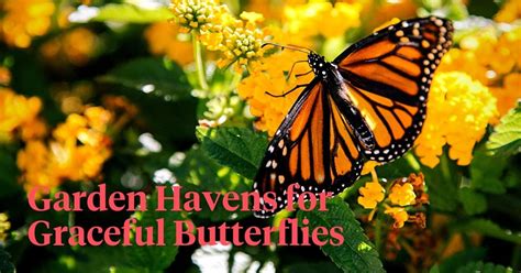 Monarch Waystations Usher The Colors Of Butterflies To Your Garden Art