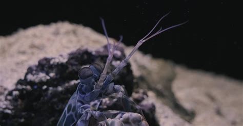 A Mantis Shrimp in an Aquarium Free Stock Video Footage, Royalty-Free ...