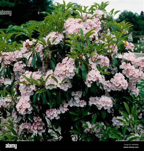 Mountain Laurel Calico Bush Or Spoonwood Kalmia Latifolia Ericaceae