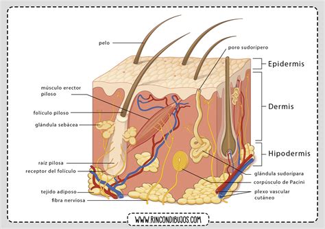 Partes De La Piel Humana Estructura Y Partes De La Piel