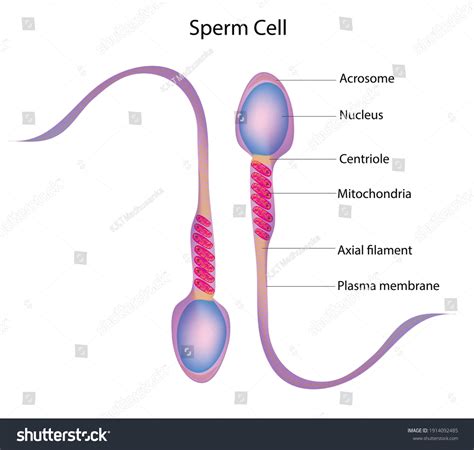 Detailed Structure Human Sperm Cell Stock Vector (Royalty Free) 1914092485